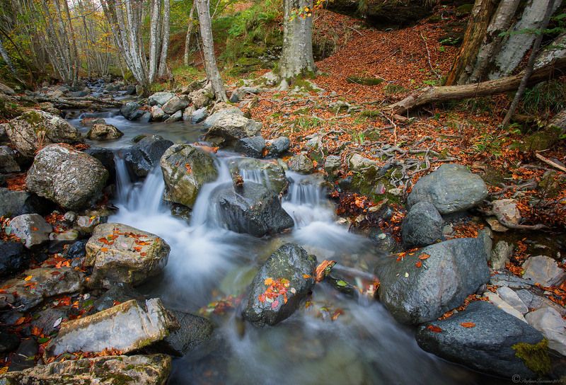 Brook фото превью