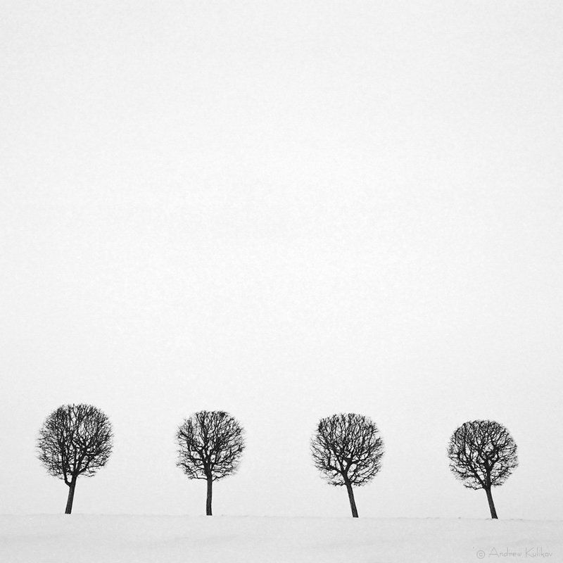 Деревья, Снег, Зима, Петергоф, Белый Четверо фото превью