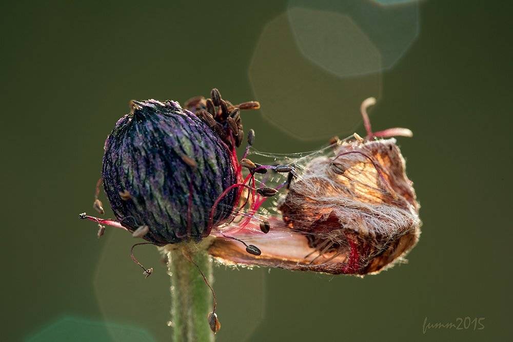 , Игорь ФУММ