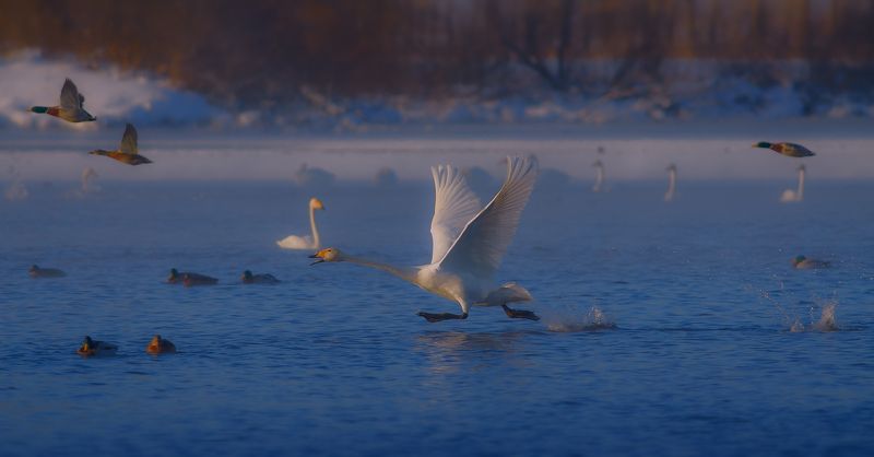 Cygnus cygnus, Зима, Лебеди-кликуны, Озеро, Птицы, Утро Разбег фото превью