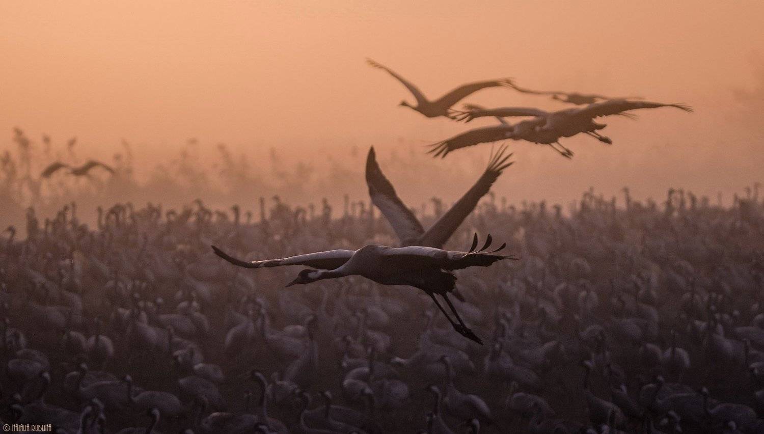 birds, nature, sunrise, журавли, заповедник, полёт, природа, птицы, рассвет, утро, Наталья Рублина