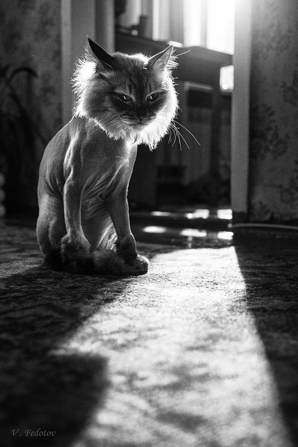 Кошка , стрижка , контровой свет , Федотов Вадим(Vadius)