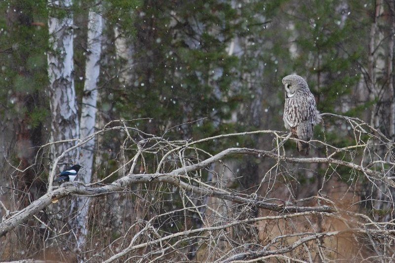 не пара фото превью