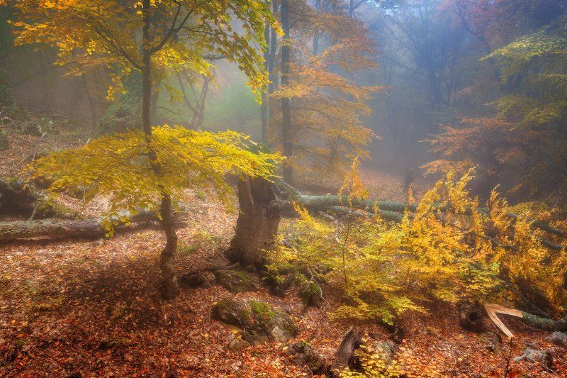 Демерджи, Крым, Осень * * * фото превью