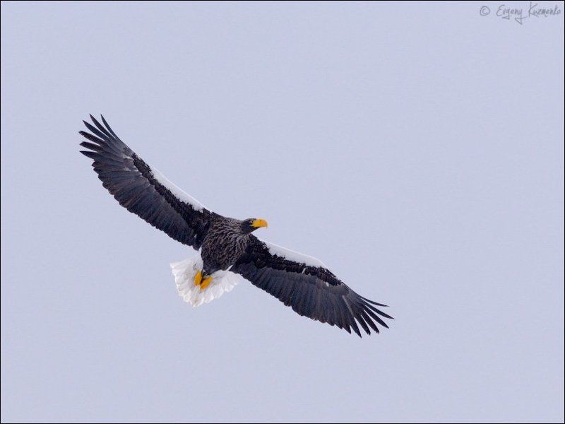 Белоплечий орлан, Орлан-белохвост, Птицы сахалина, Сахалин Хозяева неба фото превью