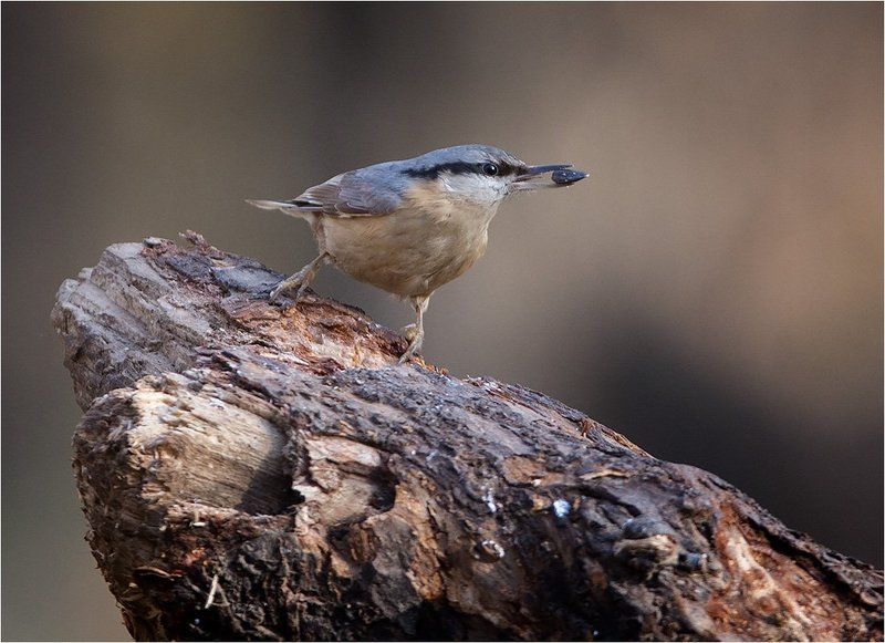 Была охота, и нам было охота. фото превью