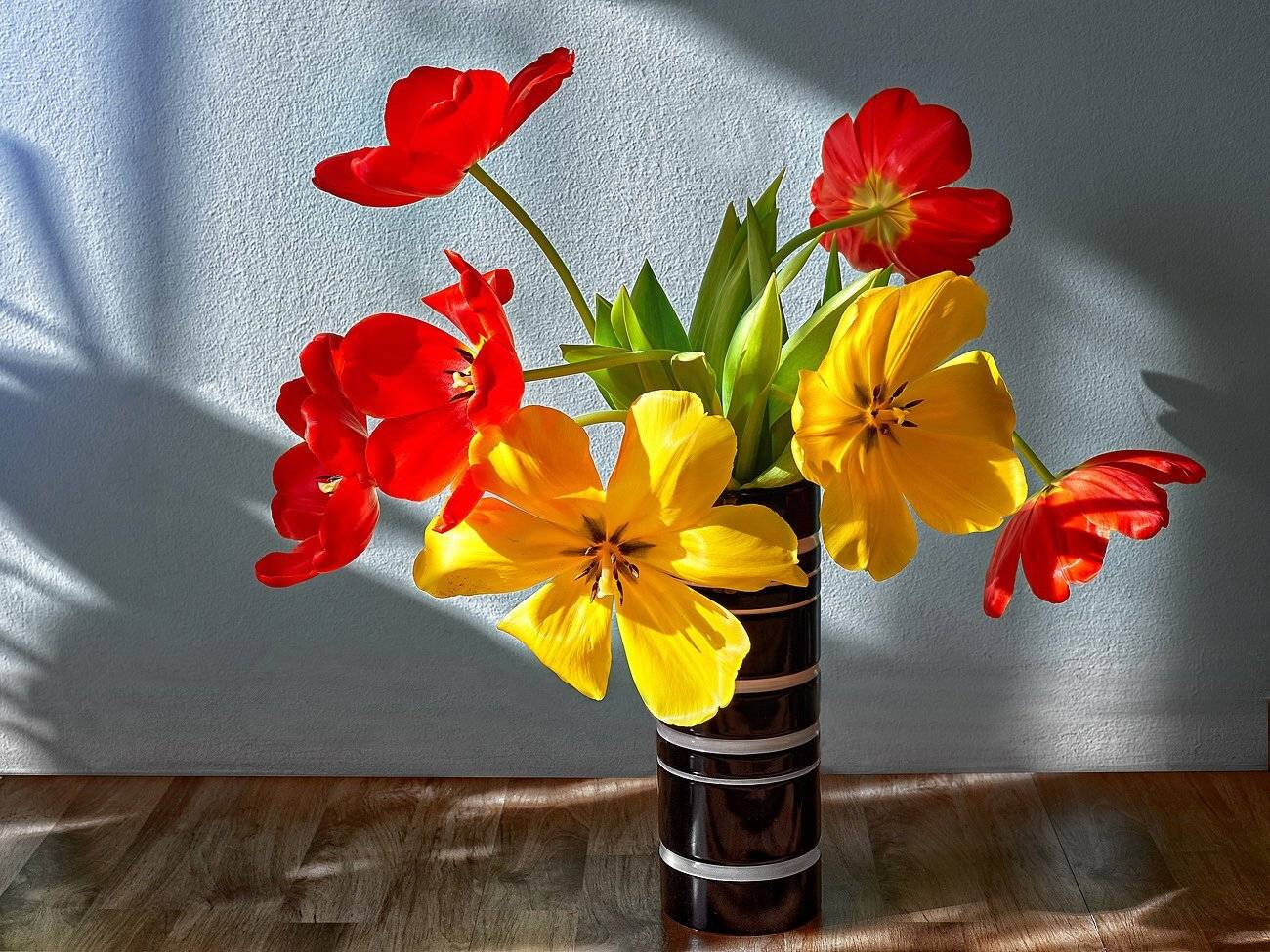 Качурин алексей, Оренбургская область, Орск, Тюльпаны, Качурин Алексей