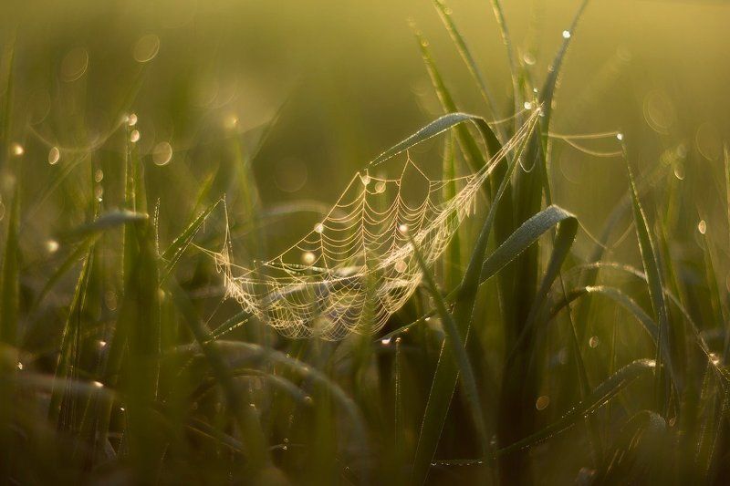 паутинка, рассвет, роса, helios, гелиос Гамачок фото превью