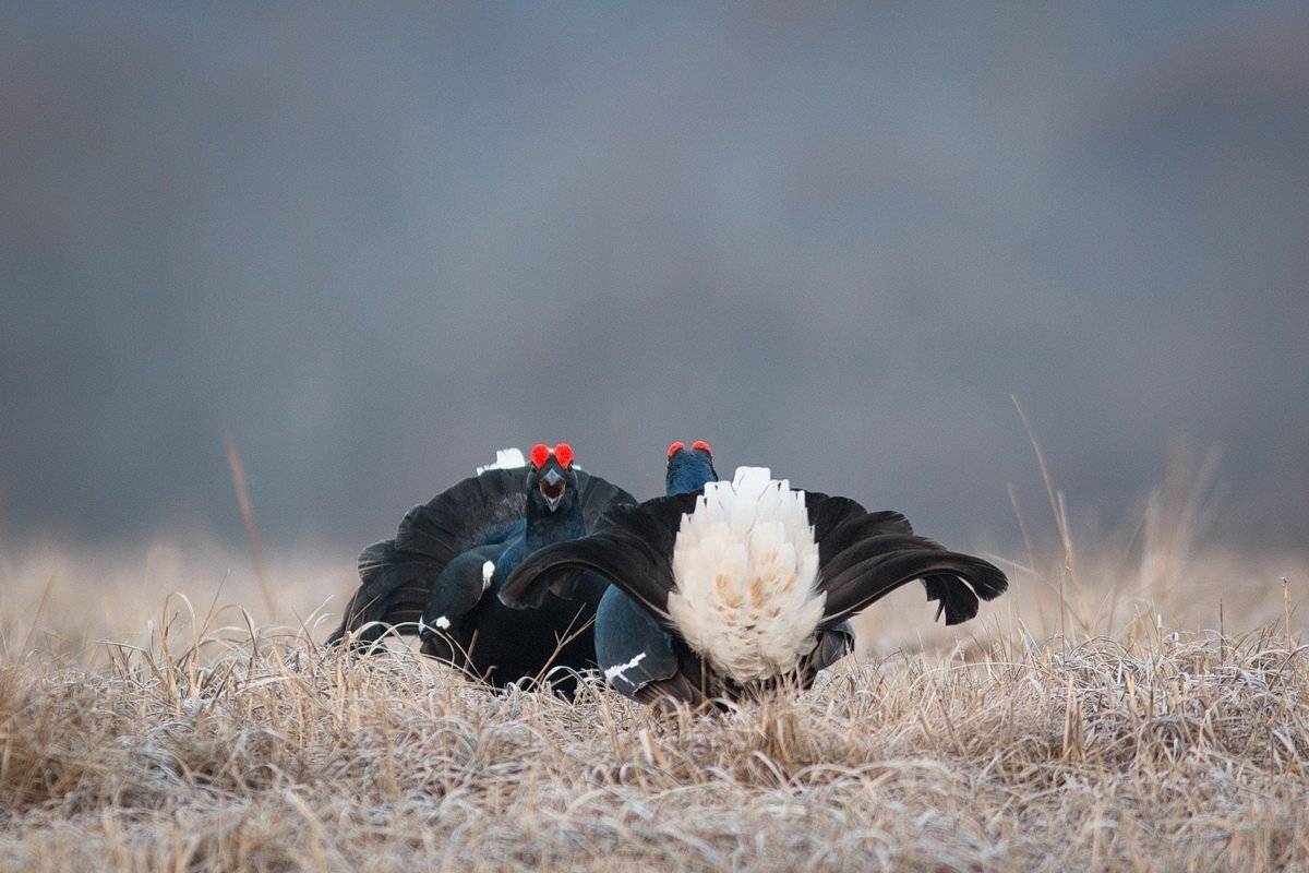 , Вилюнов Дмитрий