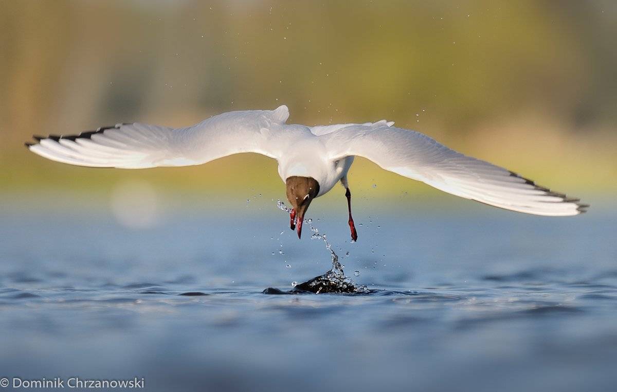 , Dominik Chrzanowski