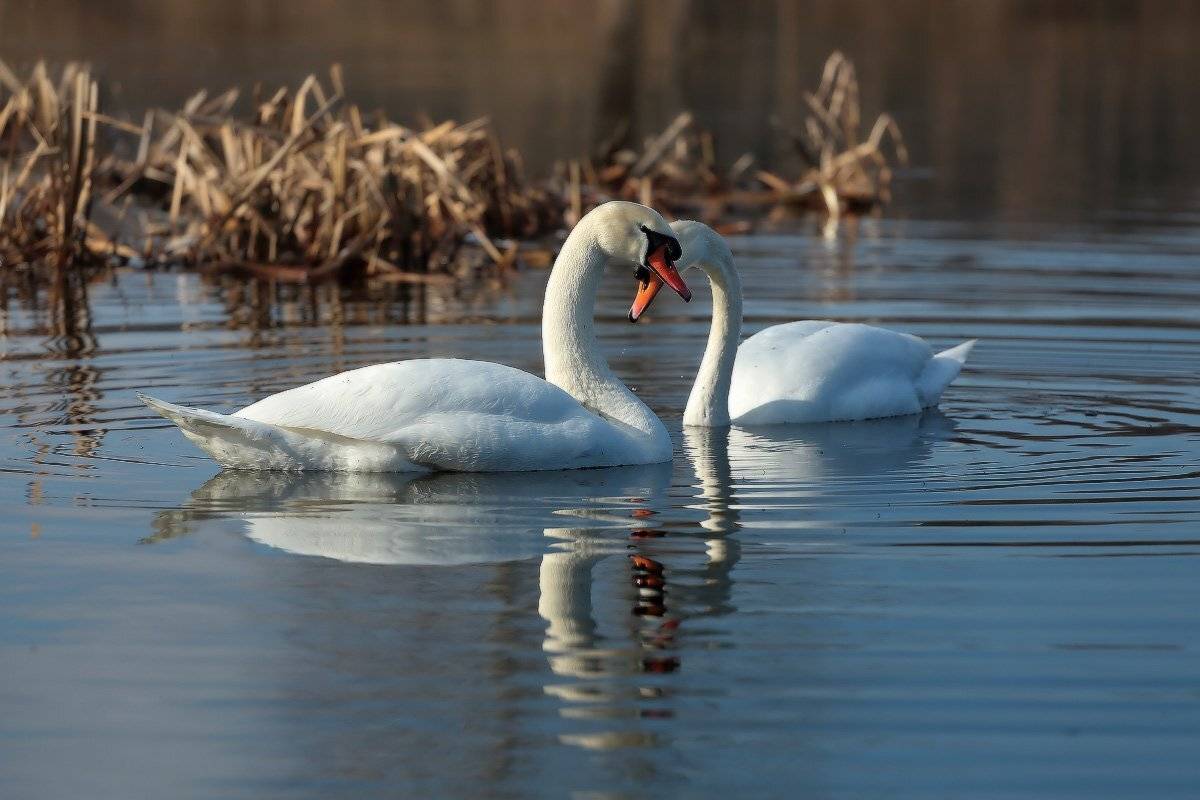 , Петриченко Валерий