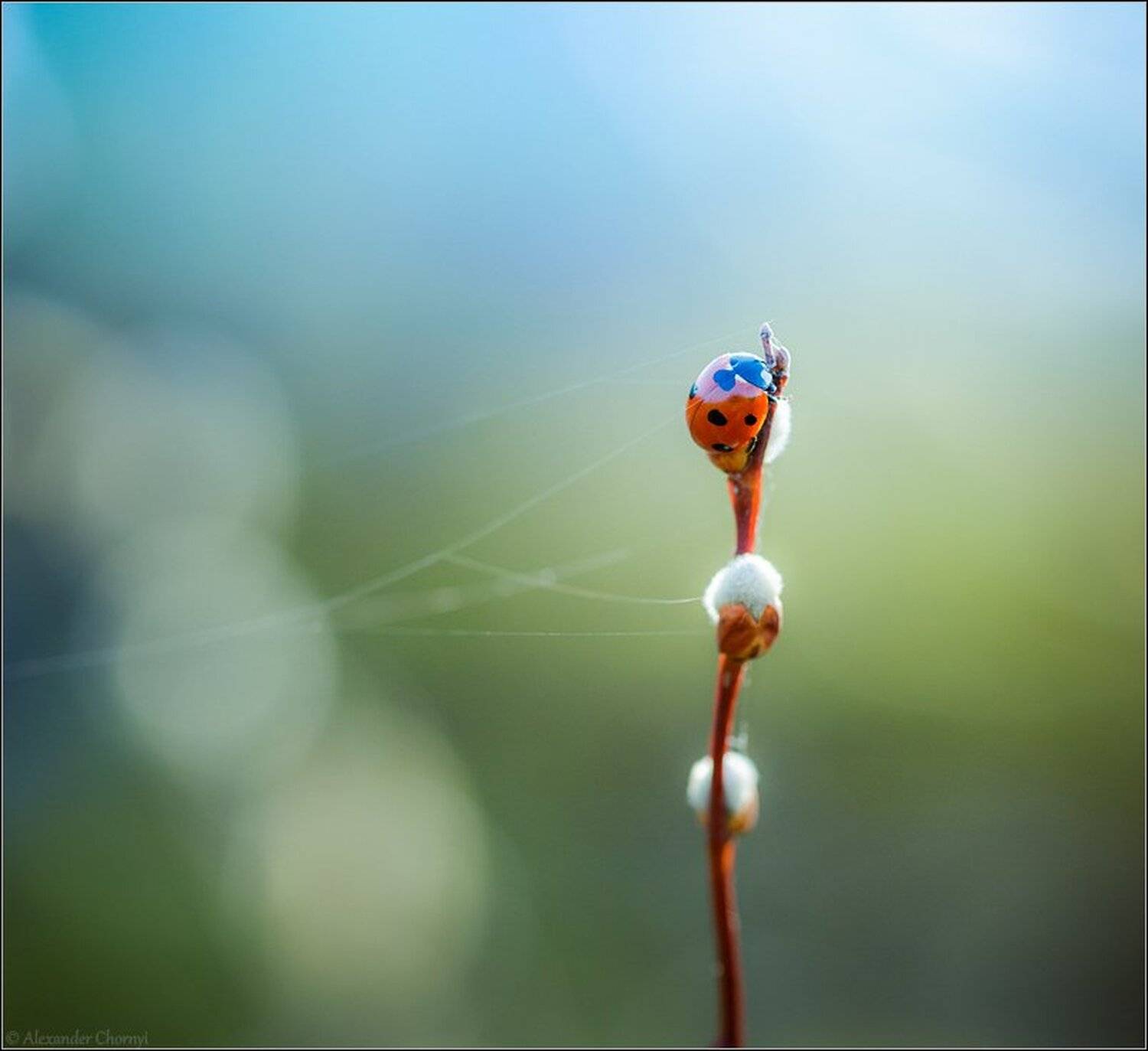 макро, макро истории, макро красота, макро мир, Александр Чорный