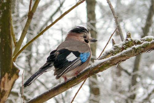 Сойка (Garrulus glandarius).