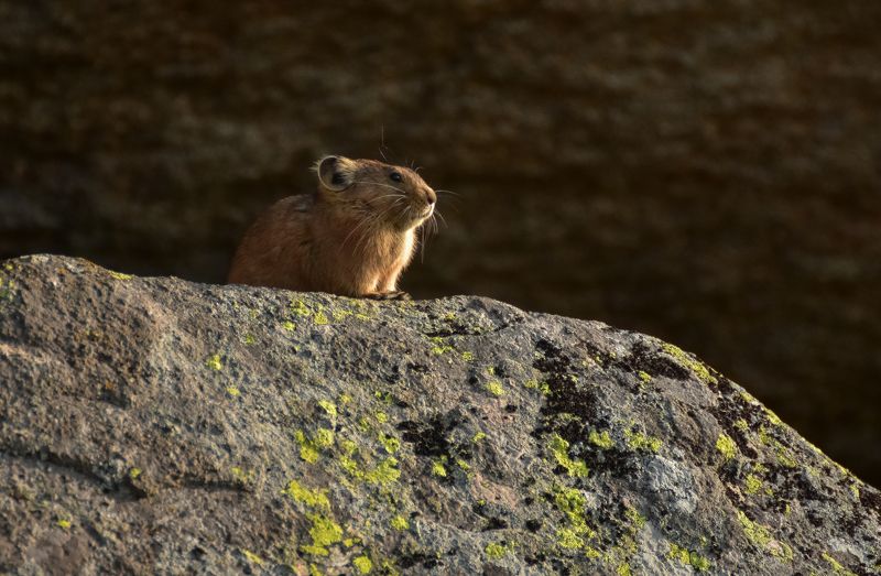 Горная пищуха фото превью