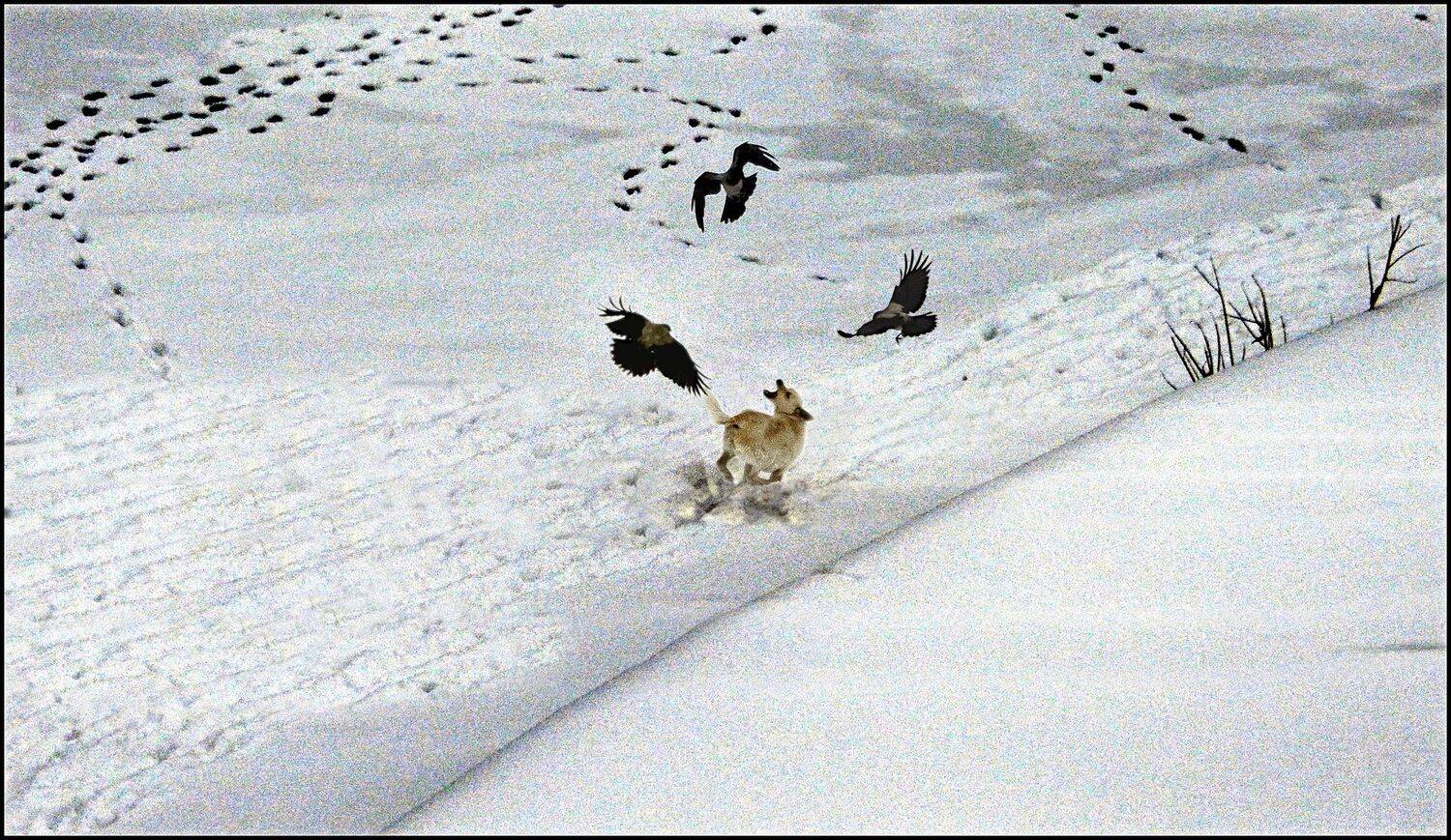 , Меднов Влад