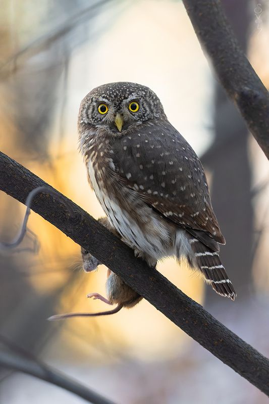 воробьиный сыч, закат темные делишки фото превью
