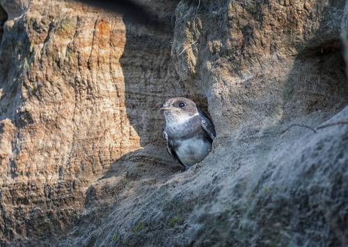 ласточки береговушки..
