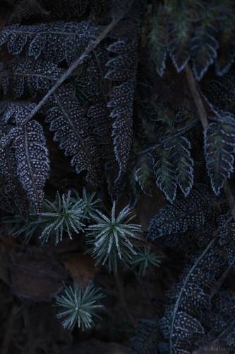 Узоры поздней осени