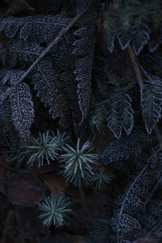 лесные текстуры, мох, папоротник, иней, фактуры, морозные узоры, ленинградская область, карельский перешеек Узоры поздней осени фото превью