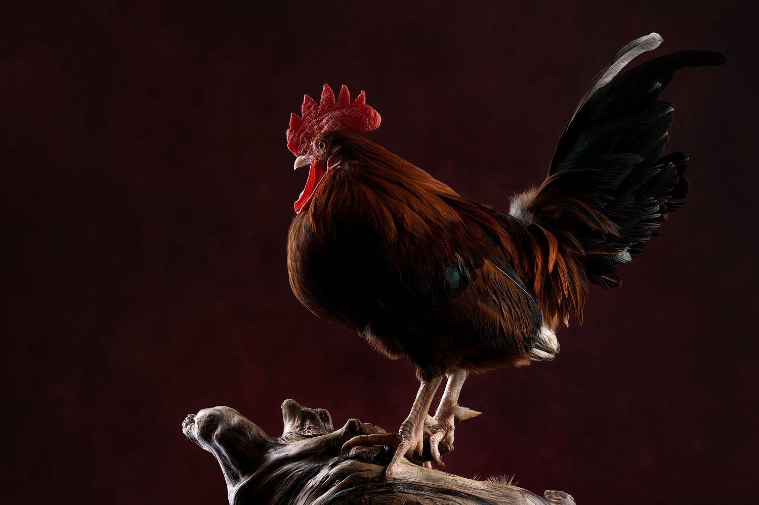 , Светлана Писарева