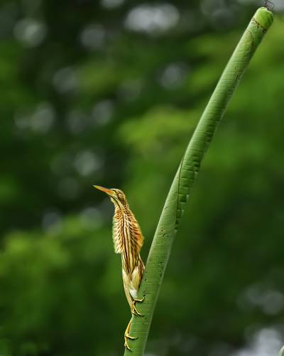 The yellow bittern