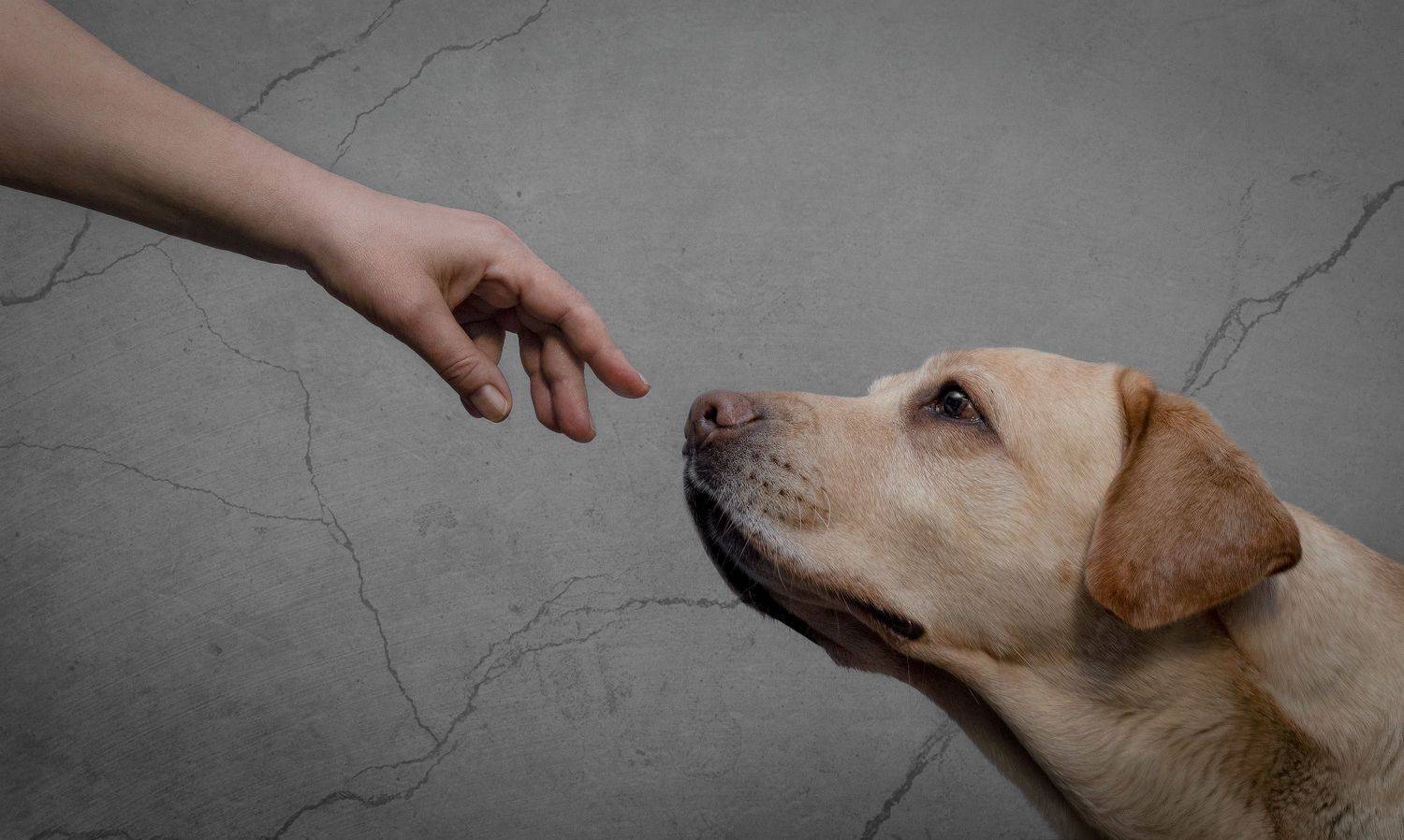 , Шерскова Мария