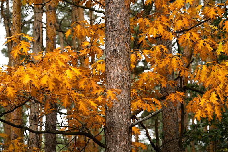 Portfolio фото превью