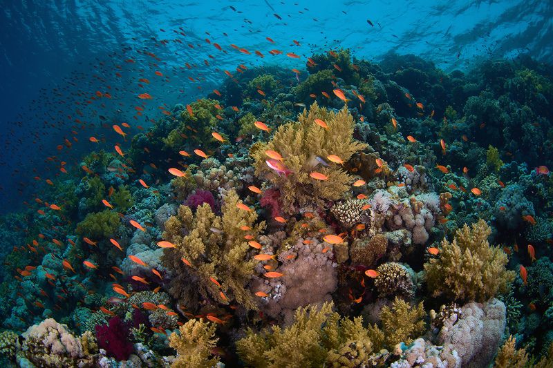 Coral reef / Коралловый риф фото превью