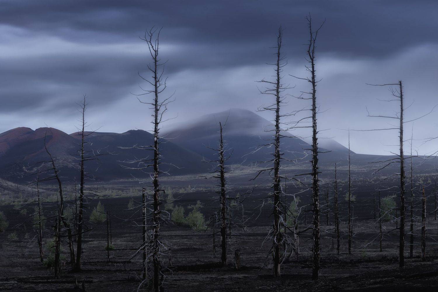 , Политова Анна