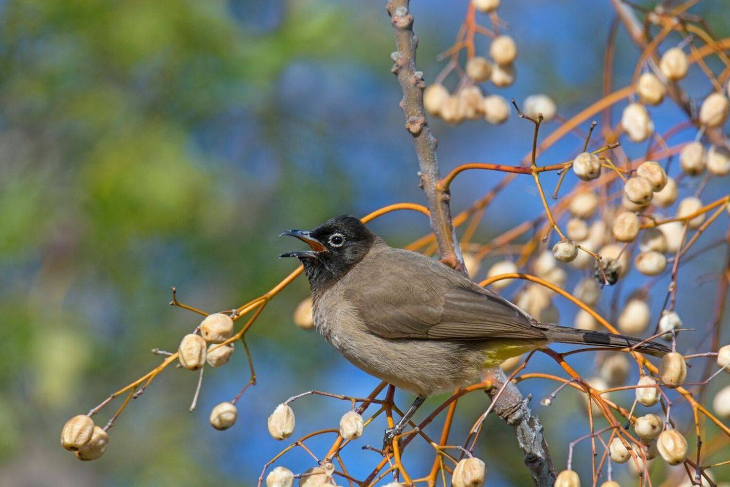 , Людмила Бекман