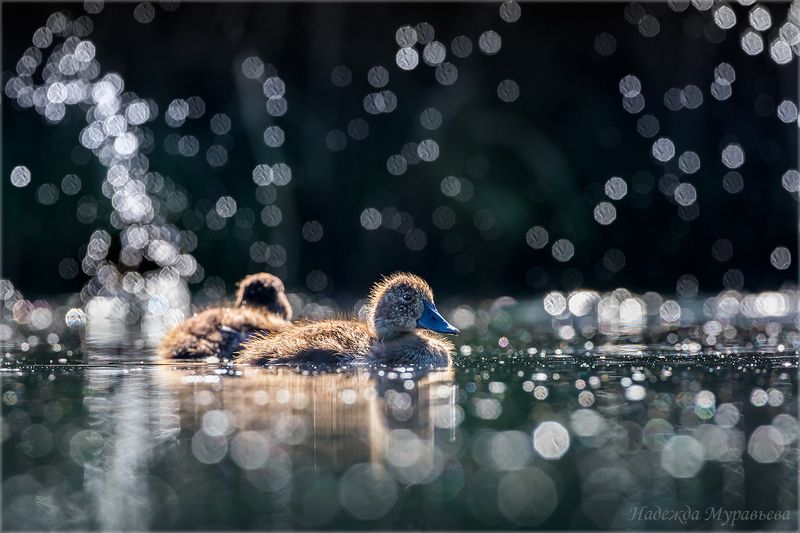 красноголовый нырок, птенец, брызги, контровой свет, болото, aythya ferina, Фейерверк фото превью
