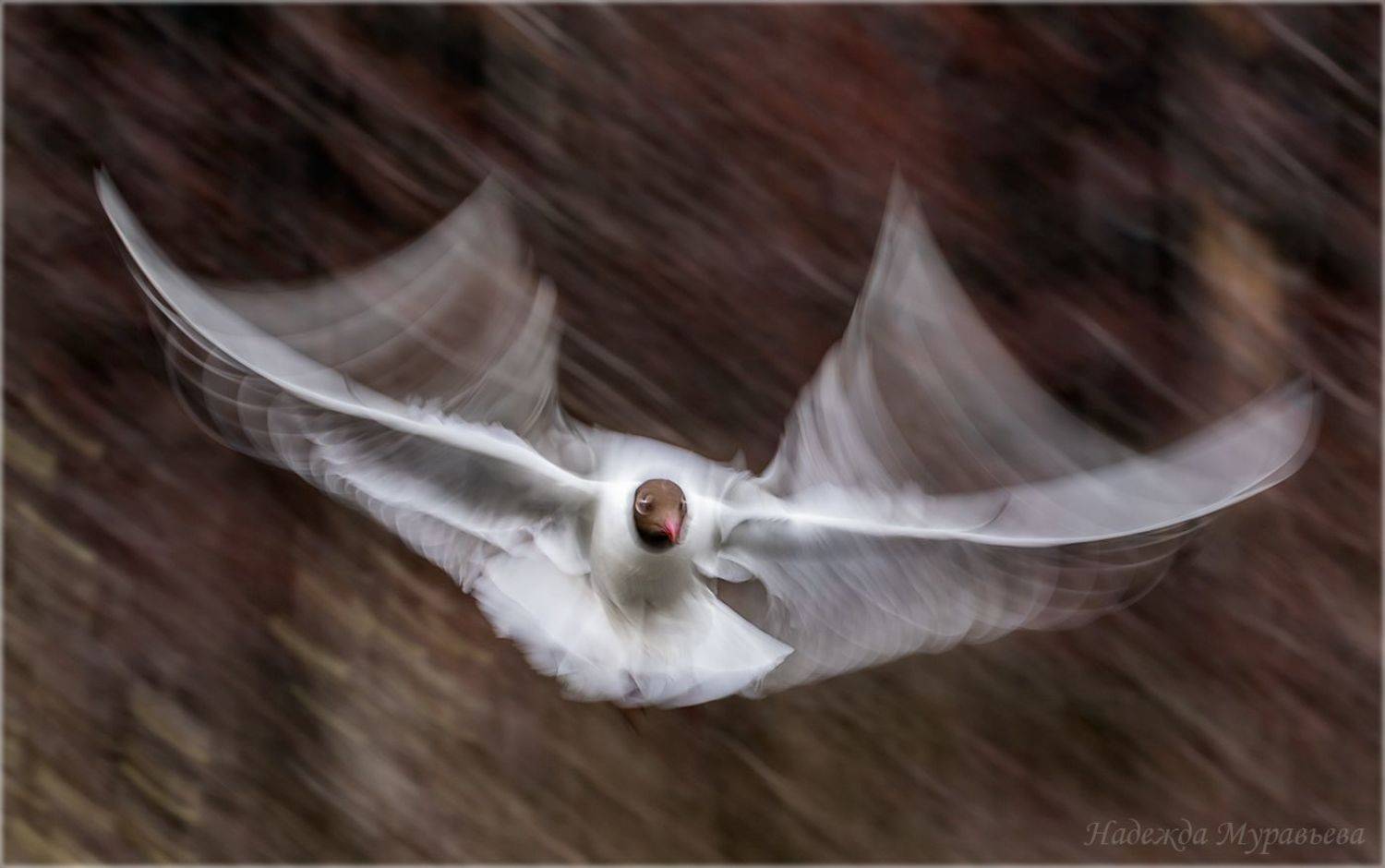 озёрная чайка, длинная выдержка, полёт, абстракция, арт,, Надежда Муравьёва