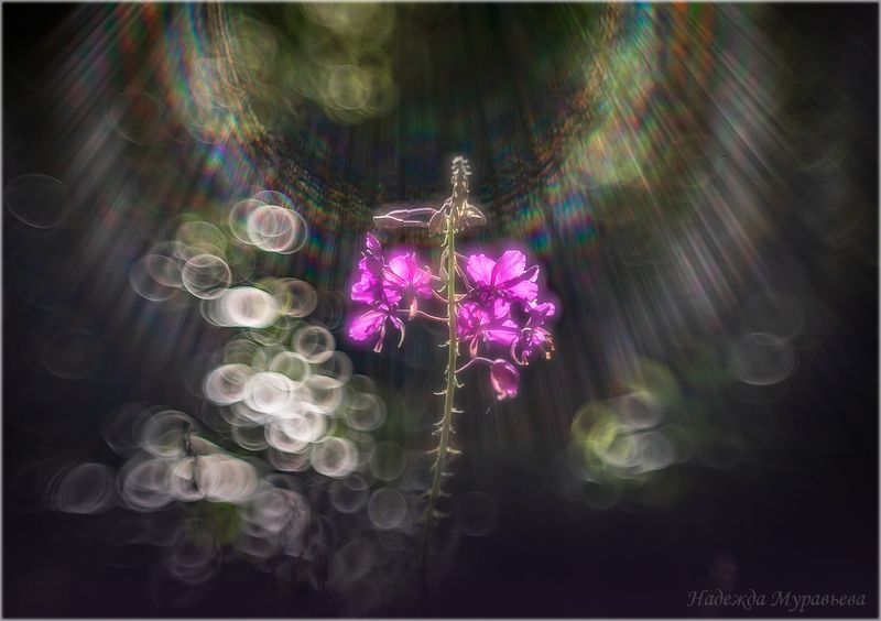 свет, боке, арт, гелиос, Да будет свет! фото превью