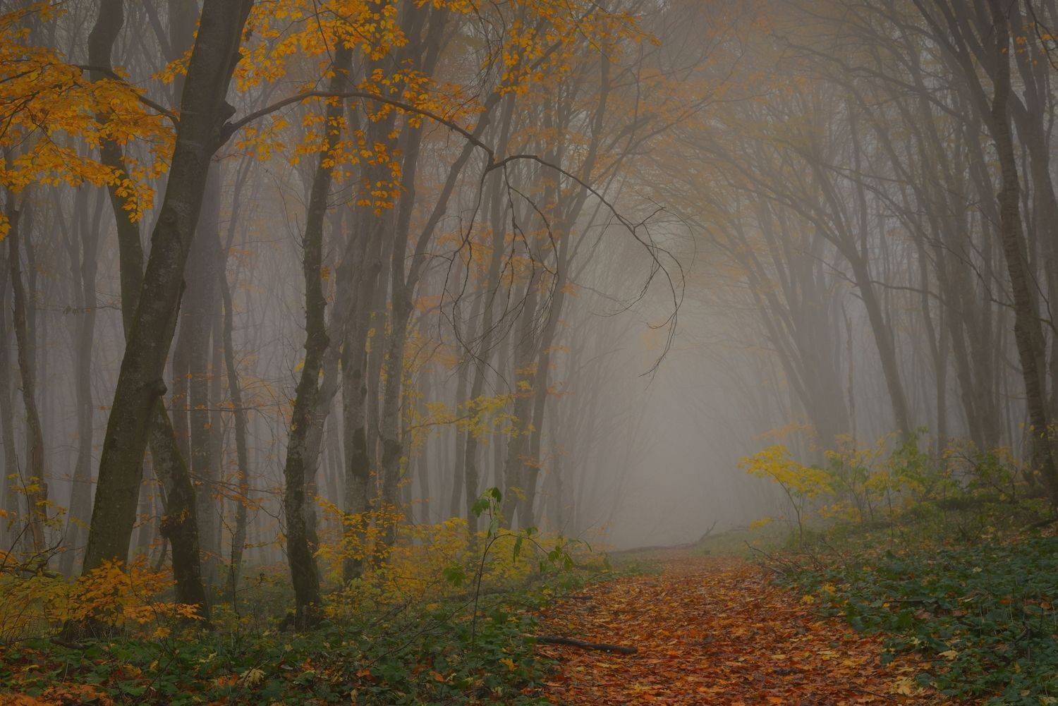 осень листва утро лес туман, Александр Жарников
