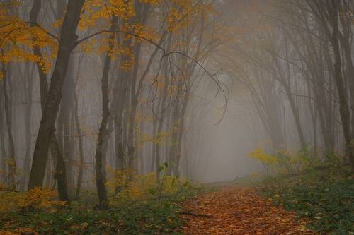 Туманное утро в осеннем лесу
