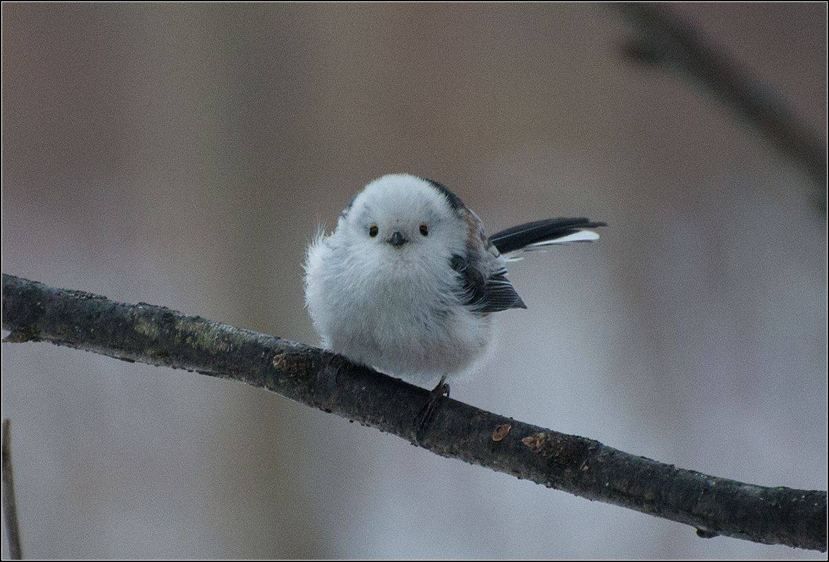 москва, зима, парк, птица, АНАТОЛИЙ ДОВЫДЕНКО