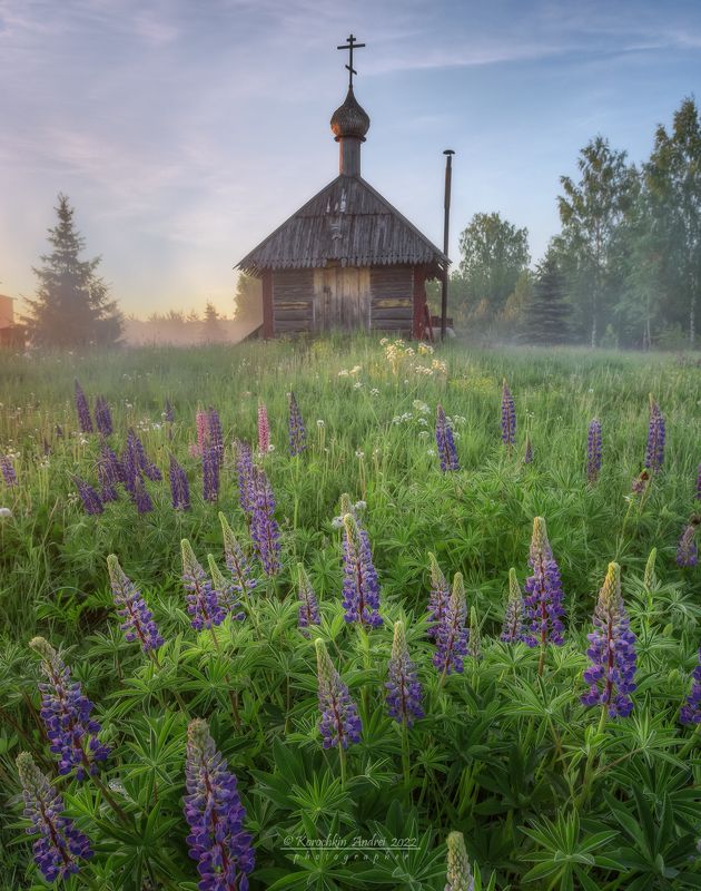 С люпинами... фото превью