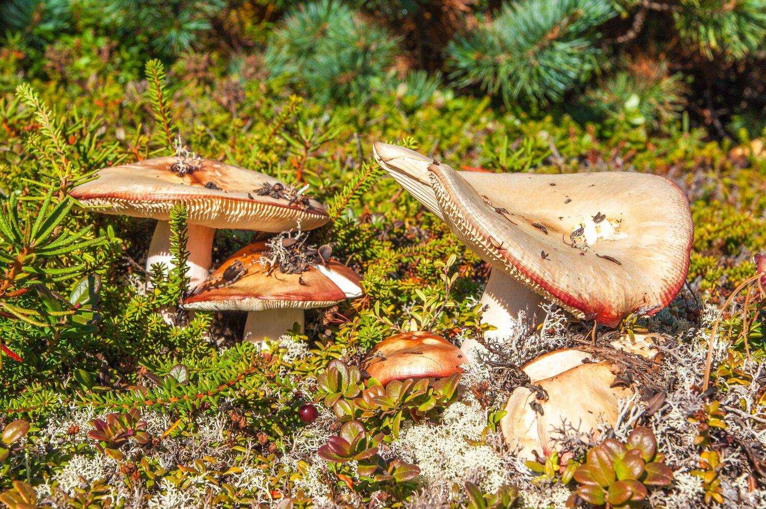 , Андрей Загребельный