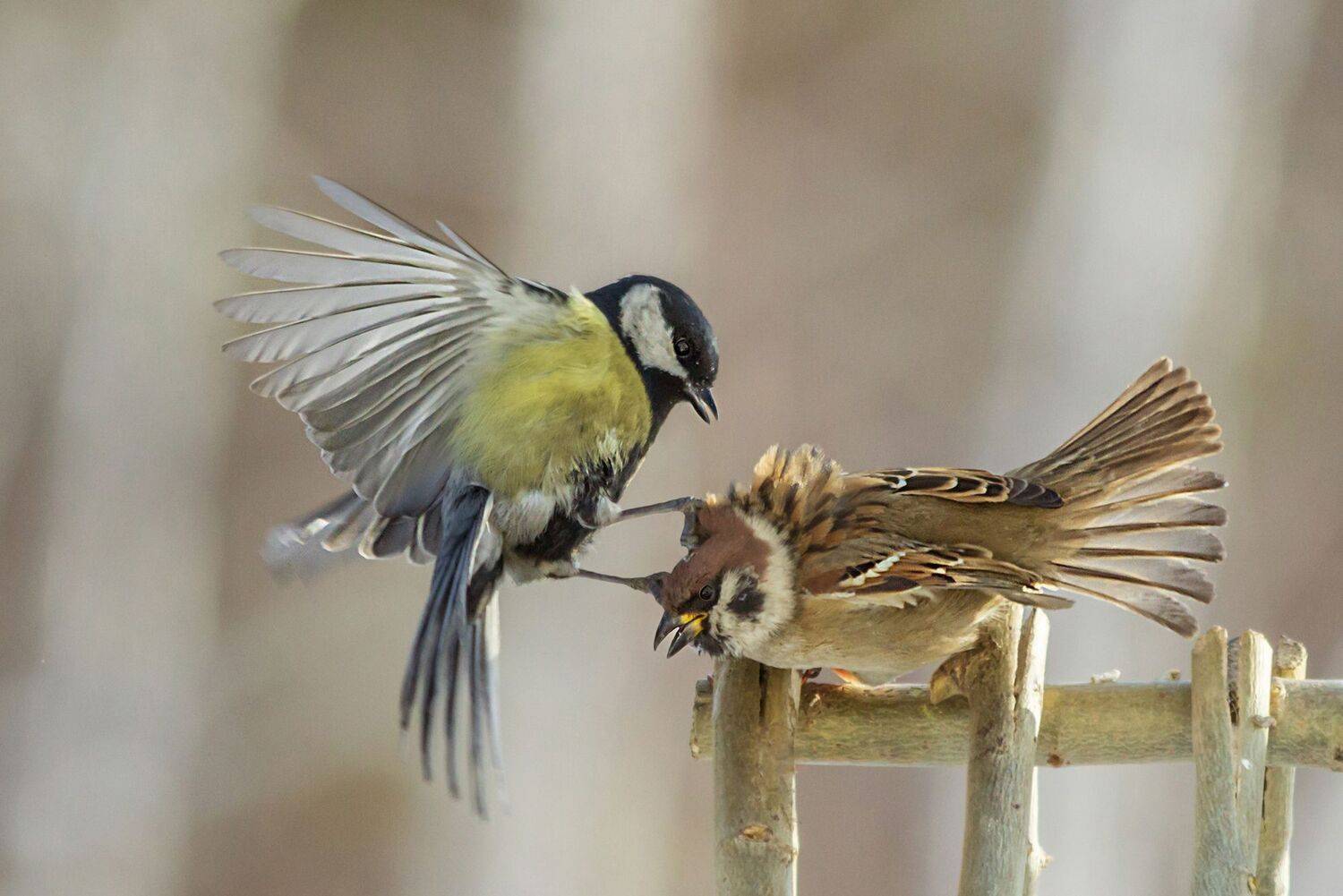 воробьиные истории, большая синица, воробей, сюжет, Коледова Ирина