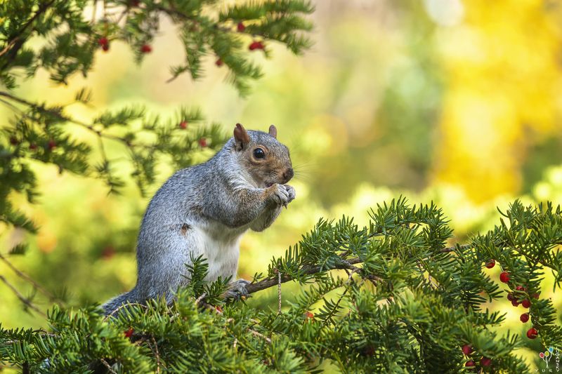 Eastern gray squirrel фото превью