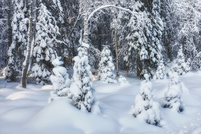 На краю леса фото превью