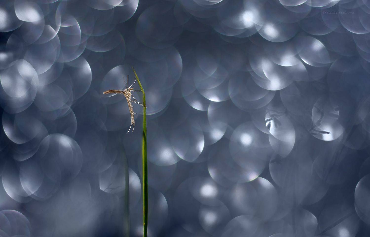 пальцекрылка, сумеречная бабочка, макро, macro, Ершова Юлия