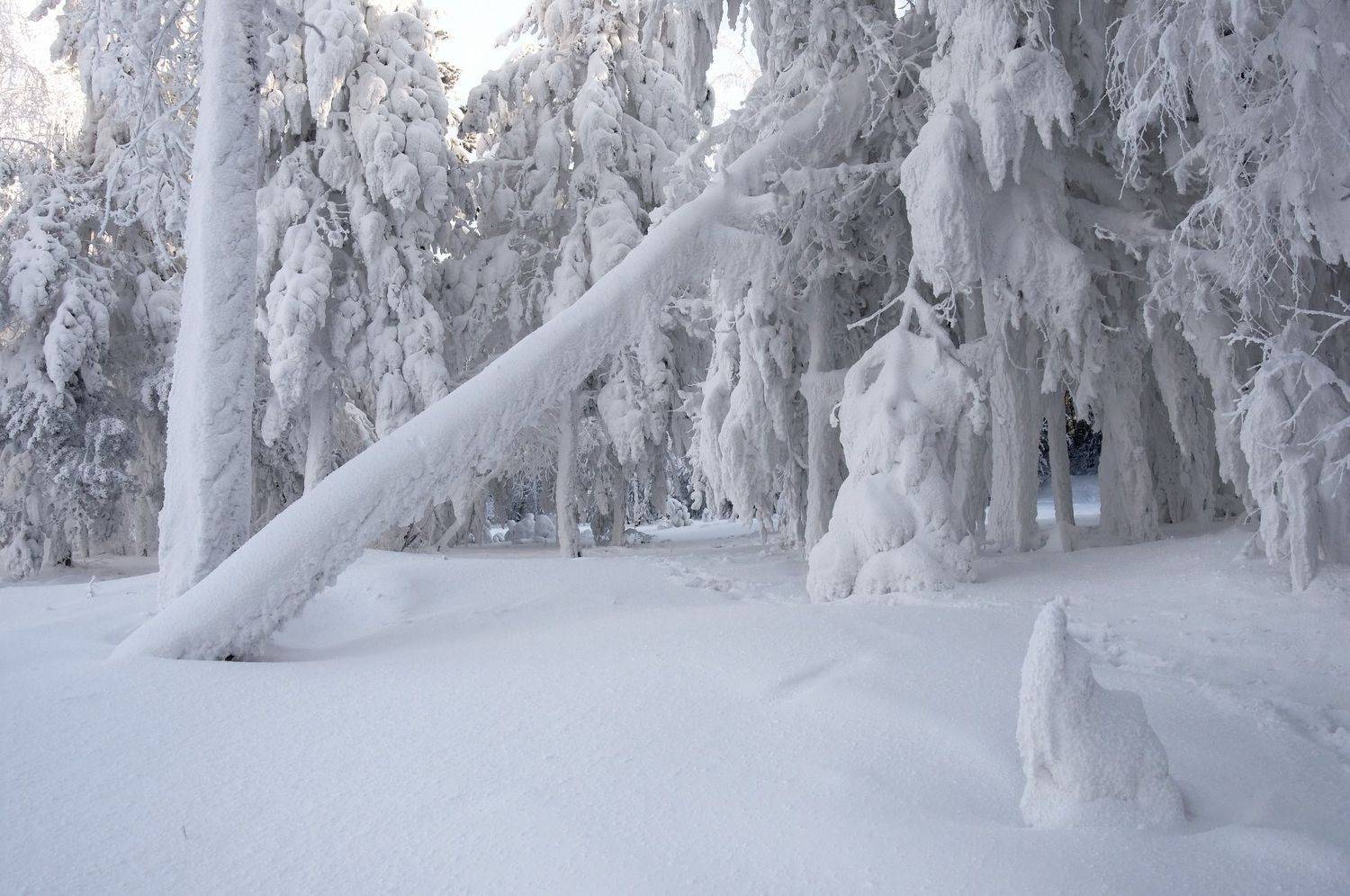 сибирь, иней, мороз, зимняя сказка, Фомина Марина