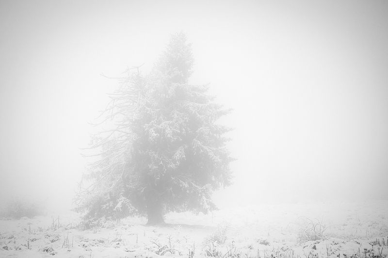 2015 фото превью