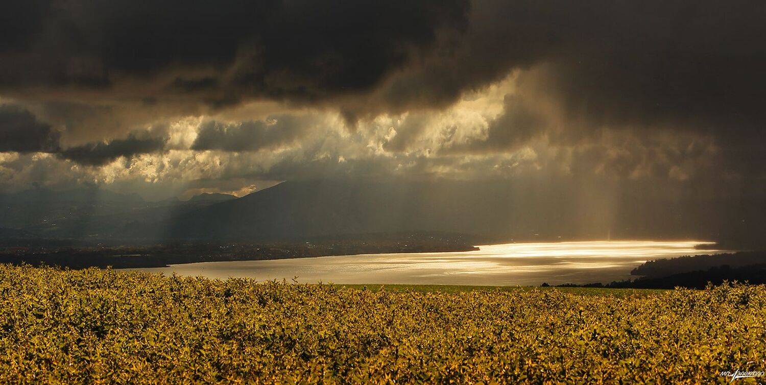 swiss, Матвеев Николай