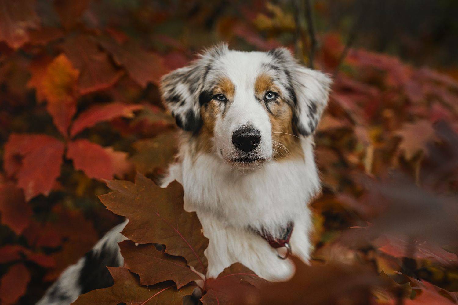 dog, собака, австралийская овчарка, портрет, Анастасия Колесникова