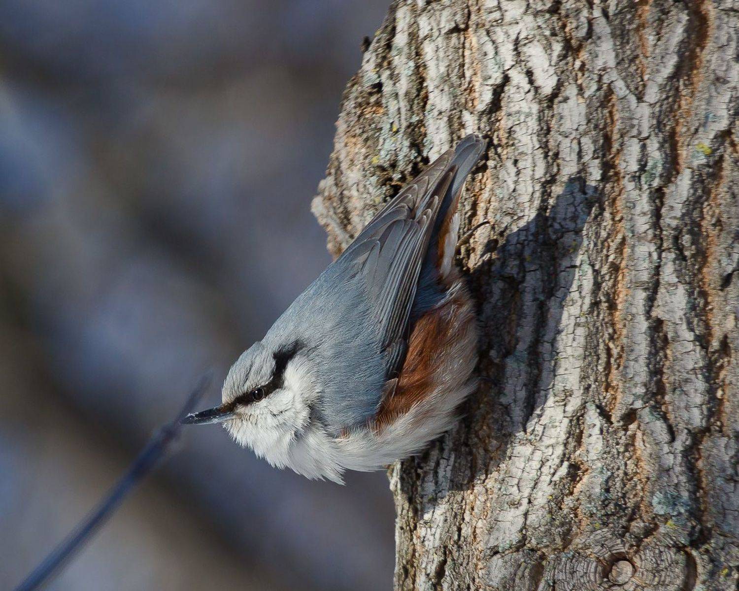 птицы, поползень, birds, wildlife, nuthatch, Алексей Юденков
