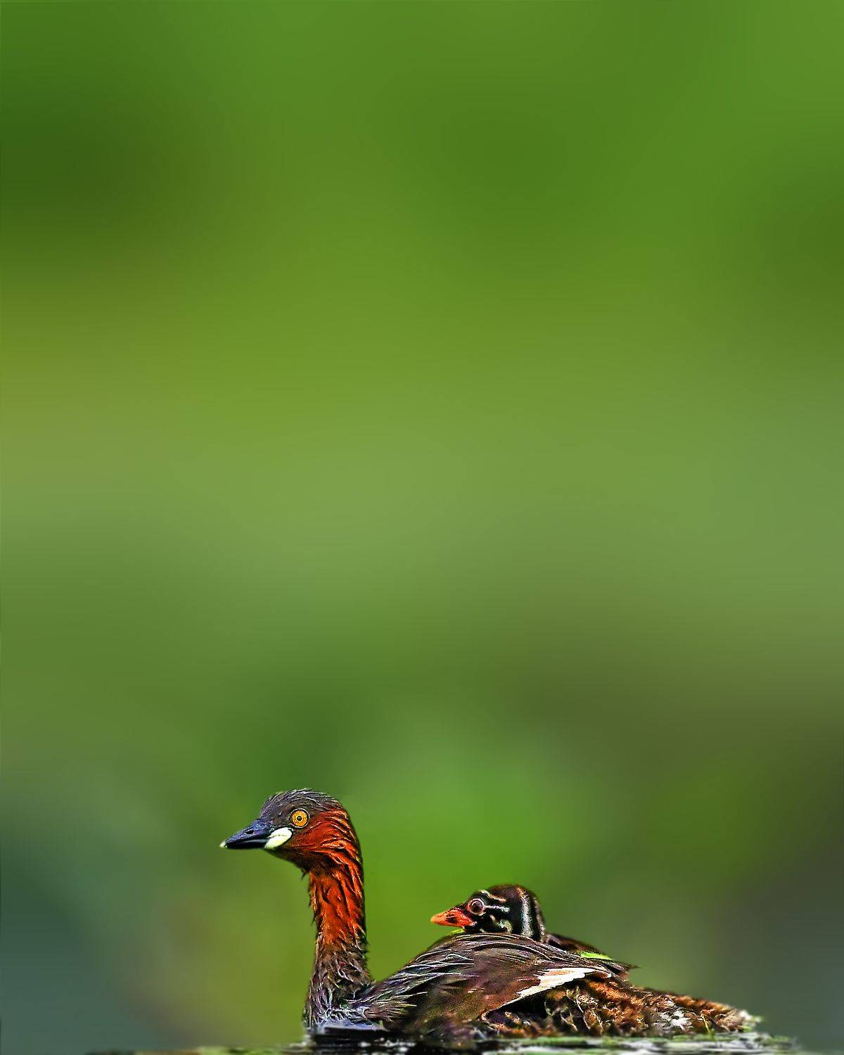 wildlife,birds,bird,nature,green,grebe, Pinaki Ghosh