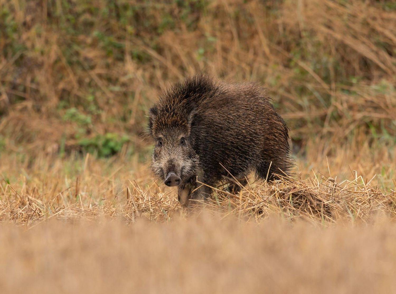 , Vladimir Pakalevich