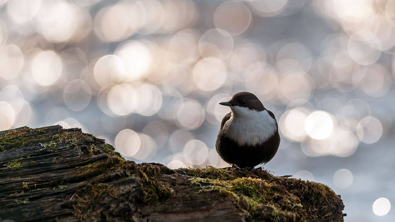 , Калинин Михаил